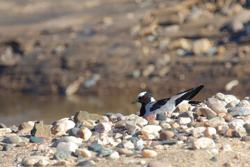 Waffenkiebitz / Blacksmith lapwing or Blacksmith plover / Vanellus armatus