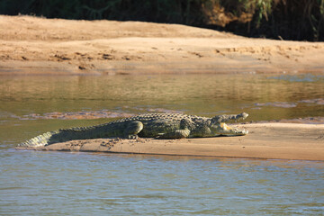 Nilkrokodil / Nile crocodile / Crocodylus niloticus