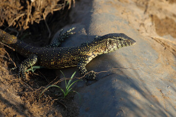 Fototapeta premium Nilwaran / Nile monitor / Varanus niloticus