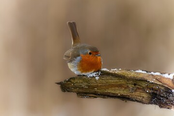 Simply robin