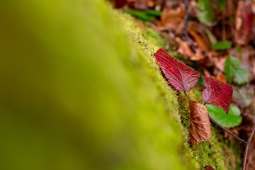 Rubus plant with red leaves and blurred foreground