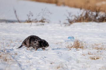 Beaver running in the snow in the winter on the nature.