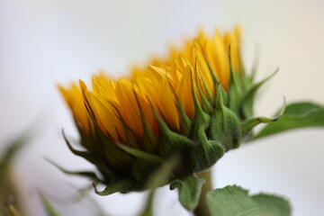 sunflower on a green background