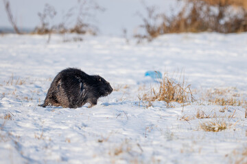 Beaver walking in the snow