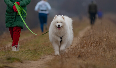 Samoyed dog on the trail in the autumn forest. Selective focus