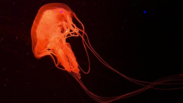 Fluorescent jellyfish swimming in an aquarium pool.
