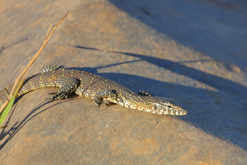 Nilwaran / Nile monitor / Varanus niloticus