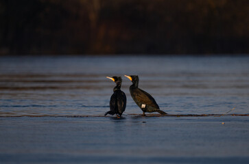 Two cormorants on a frozen river