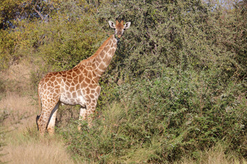 Giraffe / Giraffe / Giraffa camelopardalis