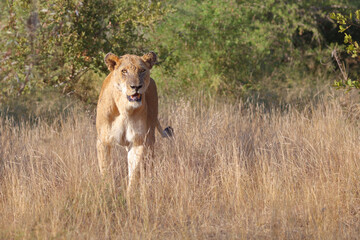Afrikanischer Löwe / African lion / Panthera leo.