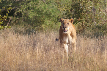 Afrikanischer Löwe / African lion / Panthera leo.