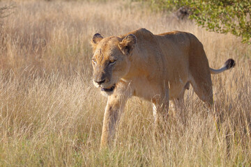 Afrikanischer Löwe / African lion / Panthera leo.