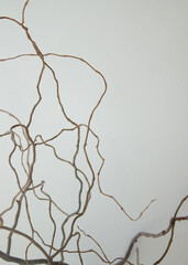 thin branches of a tree gracefully curving on a beige background