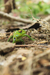 Capturing the Intriguing Moment of a Lizard Digging a Nest for its Eggs in the Wild
