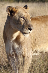 Afrikanischer Löwe / African lion / Panthera leo.
