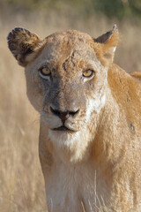 Afrikanischer Löwe / African lion / Panthera leo.