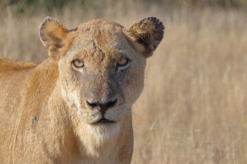 Afrikanischer Löwe / African lion / Panthera leo.