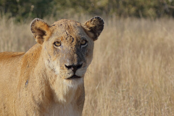Afrikanischer Löwe / African lion / Panthera leo.