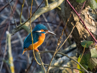 Eisvogel