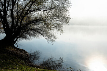 Misty lake and bare tree in autumn morning