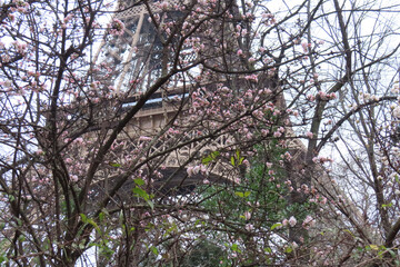 the eiffel tower in paris and flowering trees
