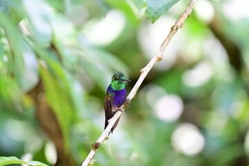beja flor
