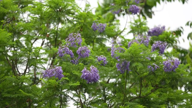 Beauty of Jacaranda mimosifolia as it adorns nature with its vibrant violet flowers contrasted against lush green foliage. Witness the enchantment of spring in full bloom