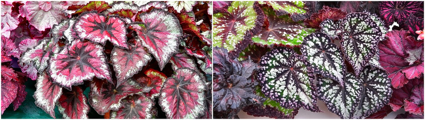 Begonia bushes with large red and green leaves.
Growing indoor flowers in home conditions.