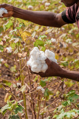 cotton picking