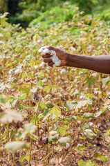 natural plant cotton picking 