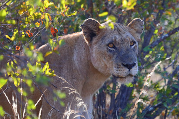 Afrikanischer Löwe / African lion / Panthera leo.