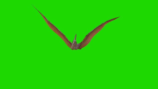 bird pterodactyl Green screen video