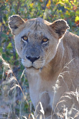 Afrikanischer Löwe / African lion / Panthera leo.