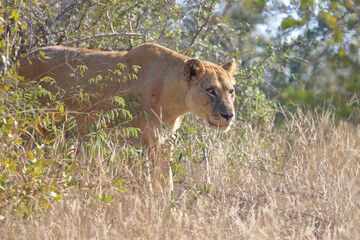 Afrikanischer Löwe / African lion / Panthera leo.
