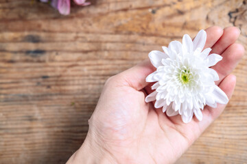 chrysanthemum bud in hands on a wooden background. Delicate frame with white flower