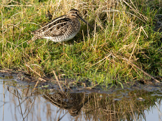 Common snipe, Gallinago gallinago,