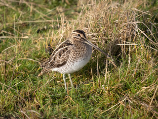 Common snipe, Gallinago gallinago,