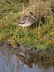 Common snipe, Gallinago gallinago,