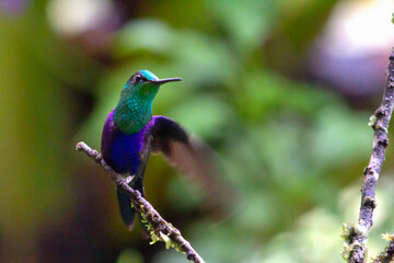 Thalurania glaucopis Colibrí