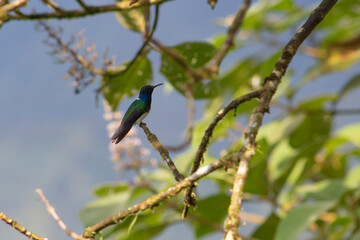 Colibrí Ave © AndraMontano