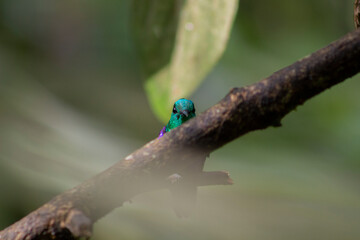 Colibrí Escondido