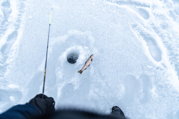 Ice fishing brown trout on ice first person view copy space looking at the hole in ice holding...