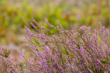 Selective focus of purple flowers in the filed, Calluna vulgaris (heath, ling or simply heather) is the sole species in the genus Calluna, Flowering plant family Ericaceae, Nature floral background.