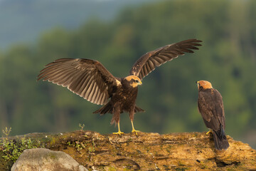 Jung marsh harrier is learning to fly