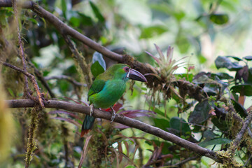 Crimson Rumped, Toucanet Aulacorhynchus Haematopygus. Tucán