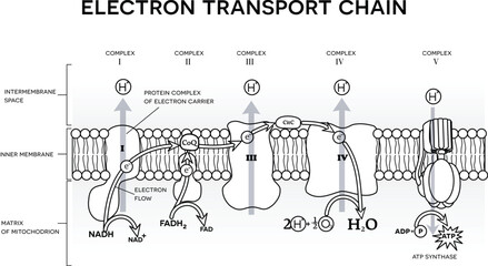 An electron transport chain, Oxidative phosphorylation, the final stage of cellular respiration.  It occurs in the inner mitochondrial membrane in eukaryotes. Black and white illustration