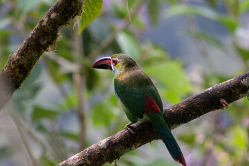Crimson Rumped, Toucanet Aulacorhynchus Haematopygus. Tucán