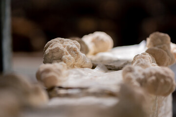 close-up of lion's mane mushroom Eco-food Bio Vegetarian food Edible mushrooms Growing plastic bags