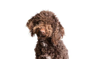 Headshot of a Spanish Water Dog on transparent background