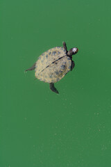 TORTUGA DE MAPA FALSO (Graptemys Pseudographica) EN EL AGUA